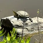 Rrjolli View Privat bolig